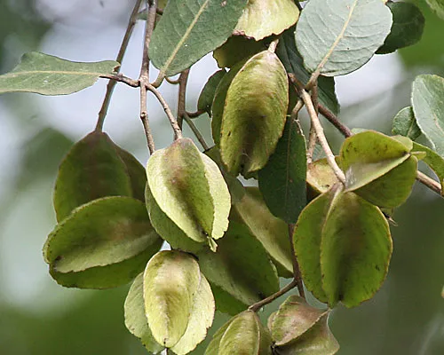 Terminalia Arjuna Manufacturers In India