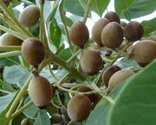 Terminalia Bellirica In Al Faqa