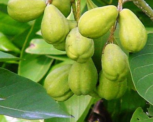 Garcinia Mangostana  Suppliers