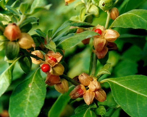 Withania Somnifera In Abu Dhabi