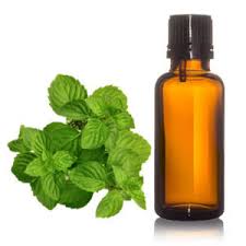 Spearmint (Mentha Spicata) BP Manufacturers In Kuwait