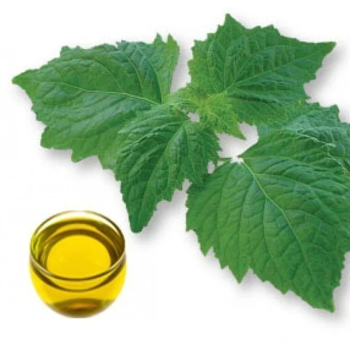 Patchouli-75 Manufacturers In Dubai