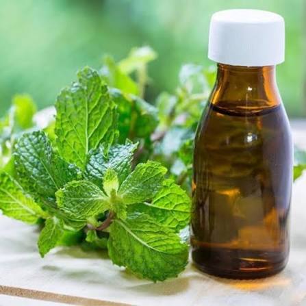 Liquid Mint Terpene Manufacturers In Dubai