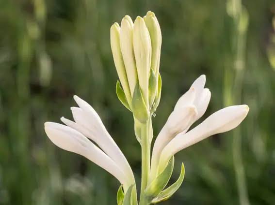 Tuberose Abs./Conc. Manufacturers In Guatemala