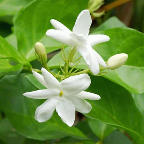 Jasmine Abs./Conc Manufacturers In Argentina