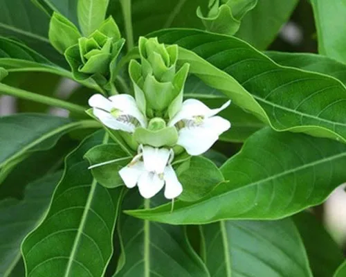 Adhatoda Vasica Manufacturers In Malaysia