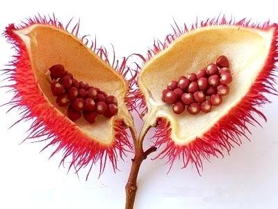 Annatto Extract Manufacturers In Germany