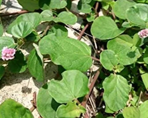 Boerhavia Diffusa Manufacturers In Yemen
