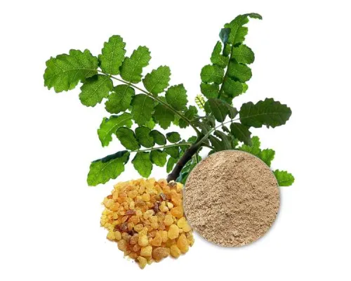 Boswellia Serrata Manufacturers In Malaysia
