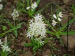 Chlorophytum Borivilianum Manufacturers In Burkina Faso