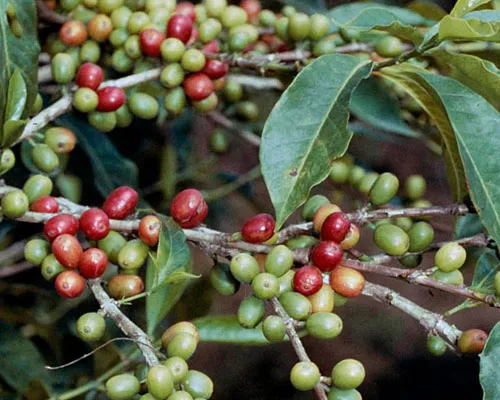 Coffea Arabica Manufacturers In Germany