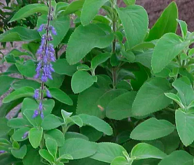 Coleus Forskohlii Manufacturers In Malaysia