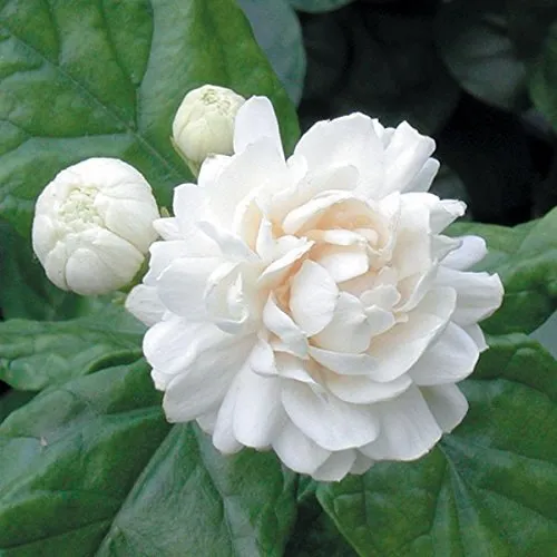 Jasmine Sambac Manufacturers In Isle of Man