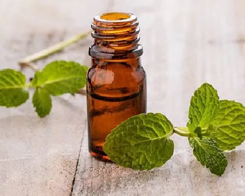 Mentha Citrata Oil Manufacturers