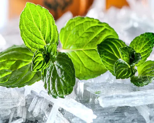 Natural Menthol Crystals Manufacturers In Yemen