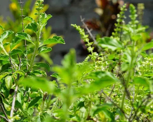 Ocimum Sanctum Manufacturers In Birmingham