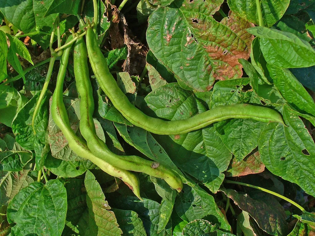 Phaseolus Vulgaris Manufacturers In France