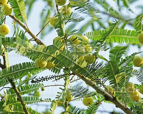 Phyllanthus Emblica Manufacturers In Germany