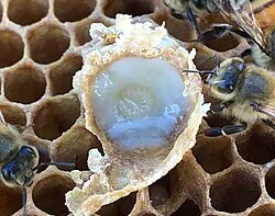 Royal Jelly Manufacturers In Germany