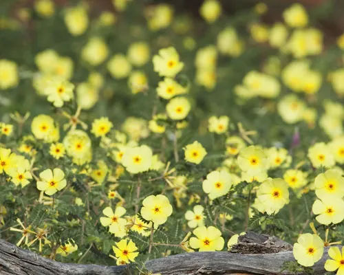 Tribulus Terrestris Manufacturers In Oceania