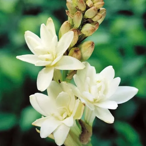 Tuberose Concrete Manufacturers In Akrotiri And Dhekelia