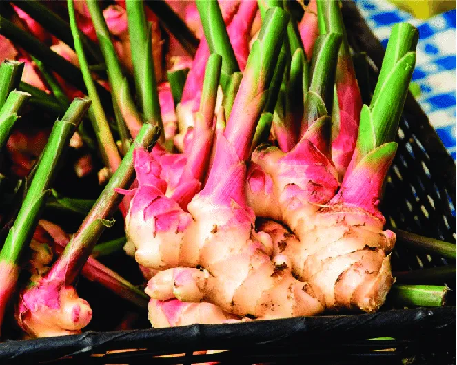 Zingiber Officinale Manufacturers In Yemen